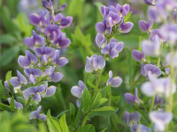 Baptisia Purple Smoke