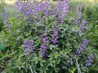 Baptisia Purple Smoke