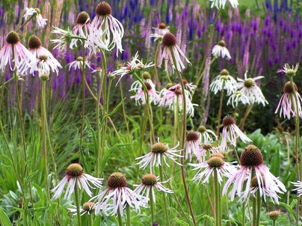 Echinacea pallida Hula Dancer