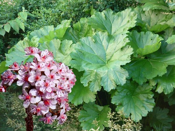 Darmera peltata