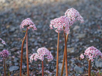 Darmera peltata