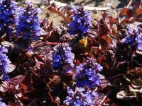 Ajuga reptans Mahagoni