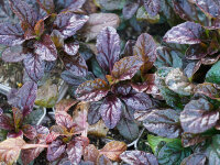 Ajuga reptans Mahagoni