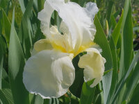Iris barbata-elatior Lugano
