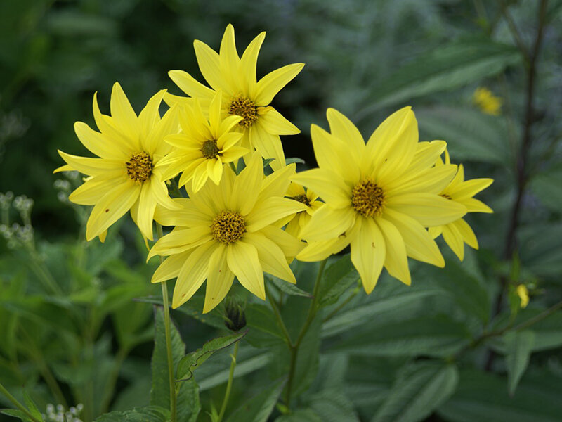 Helianthus Anne