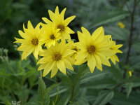 Helianthus Anne