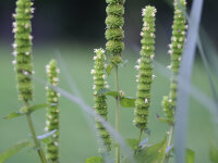 Agastache nepetoides