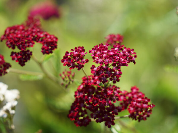 Achillea millefolium Summerwine