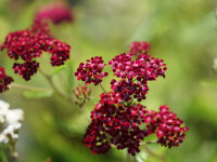 Achillea millefolium Summerwine
