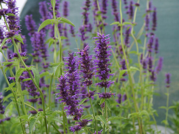 Agastache foeniculum Serpentine
