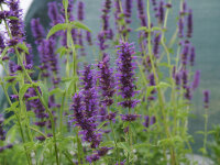 Agastache rugosa Serpentine