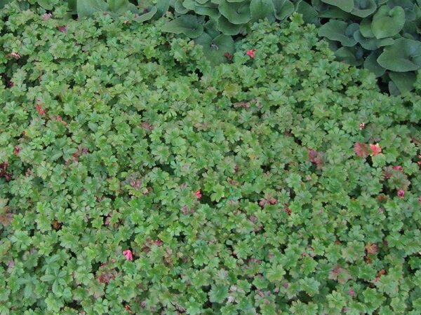 Geranium x cantabrigiense Cambridge