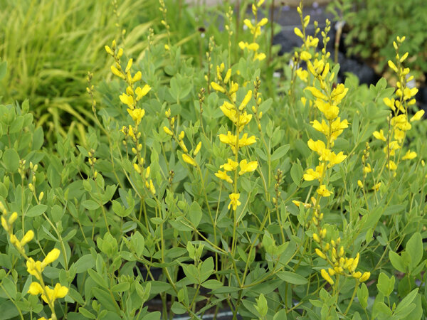 Baptisia sphaerocarpa