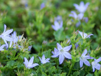 Campanula poschaskyana Templiner Teppich