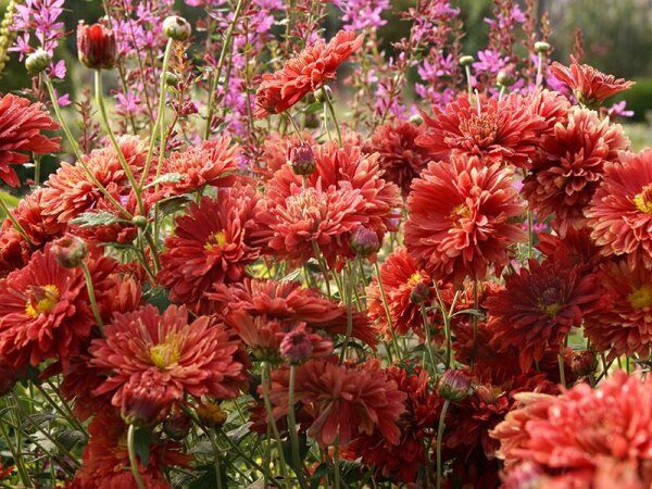 Chrysanthemum (Rubellum-Gruppe) Duchesse of Edinburgh