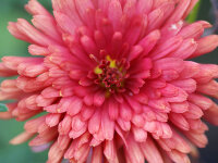 Chrysanthemum (Rubellum-Gruppe) Duchesse of Edinburgh