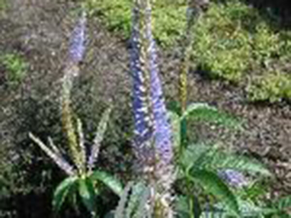 Veronicastrum sibiricum Apollo