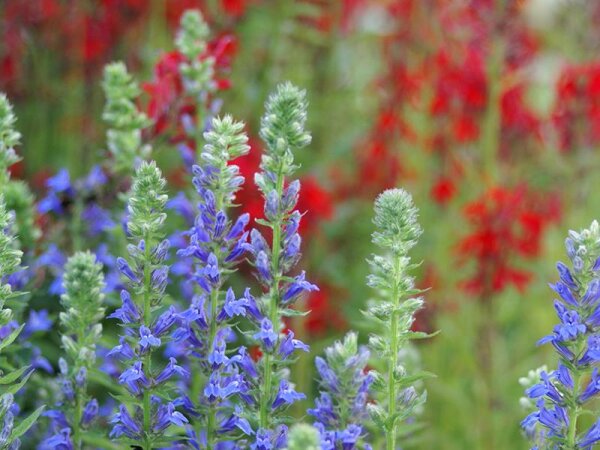 Lobelia siphilitica
