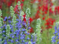 Lobelia siphilitica