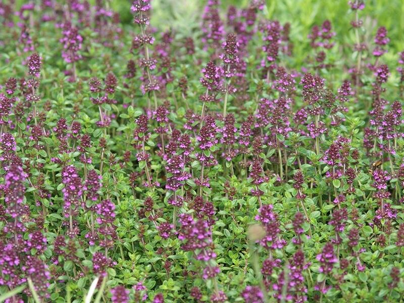 Thymus serpyllus Purple Beauty