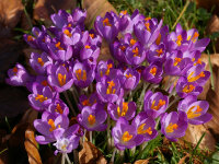 Crocus tommasinianus Whitewell Purple (25 Stk.)
