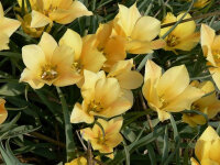 Tulipa batallinii Bright Gem (10 Stk.)