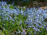 Scilla siberica (20 Stk.)