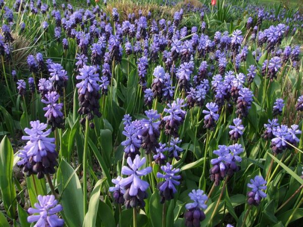 Muscari latifolium (20 Stk.)