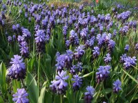 Muscari latifolium (20 Stk.)