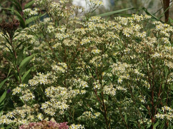 Aster (Doellingeria) umbellatus