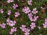 Viola cornuta Victoria`s Blush