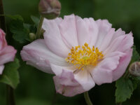 Anemone Autumn-Elegans-Group K&ouml;nigin Charlotte