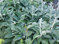 Stachys byzanthina Big Ears=Helene von Stein