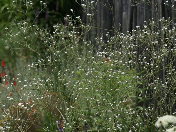 Gypsophila pacifica