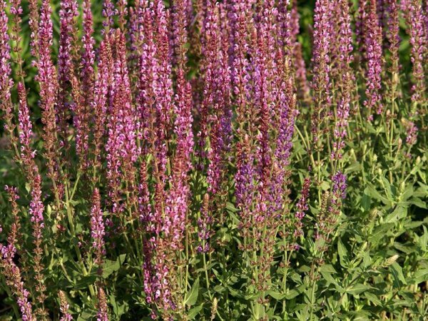 Salvia nemorosa Amethyst