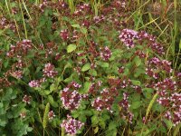 Origanum vulgare