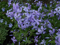 Phlox divaricata subsp. divaricata Clouds of Perfume