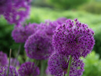 Allium hollandicum Purple Sensation (6 Stk.)