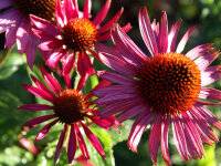 Echinacea purpurea (Koch) Katharinas Rubinstern