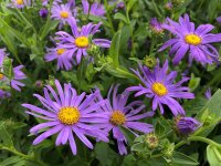 Aster thompsonii