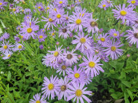 Aster thomsonii (Cordiofontis flexuosa)