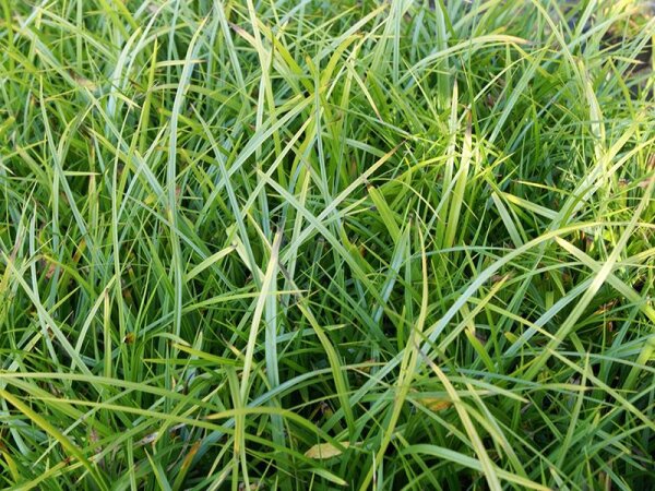 Carex morrowii Hazy Green