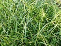 Carex morrowii Hazy Green