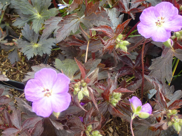 Geranium maculatum Schokoprinz