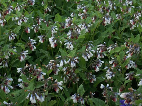 Symphytum grandiflorum Wisley Blue