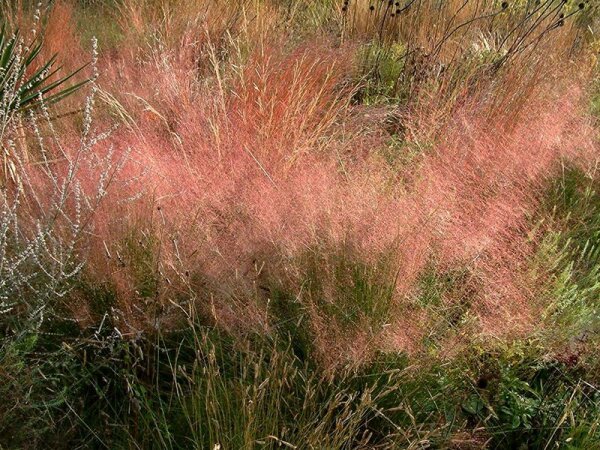 Muhlenbergia capillaris