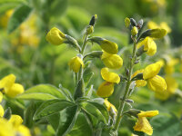 Thermopsis mollis (hugeri)