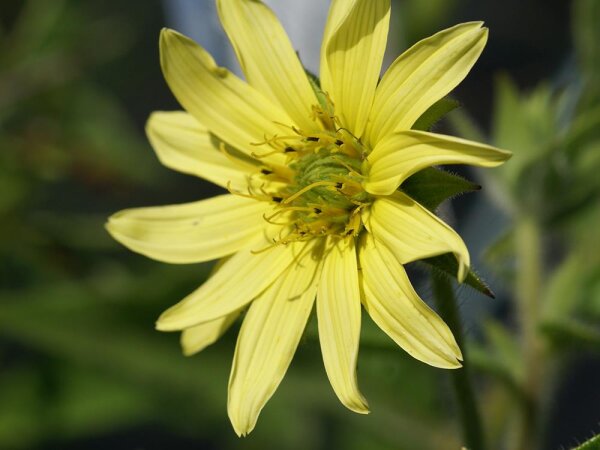 Silphium mohrii