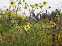 Silphium mohrii