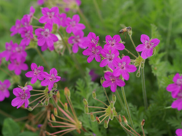 Erodium manescavii